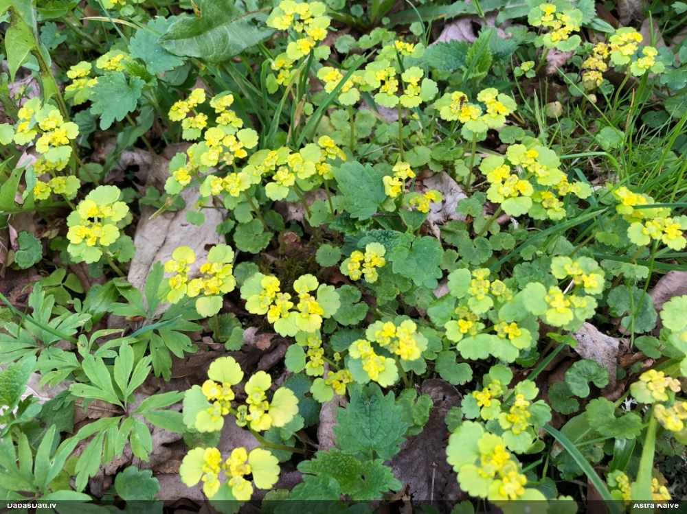 селезеночник обыкновенный