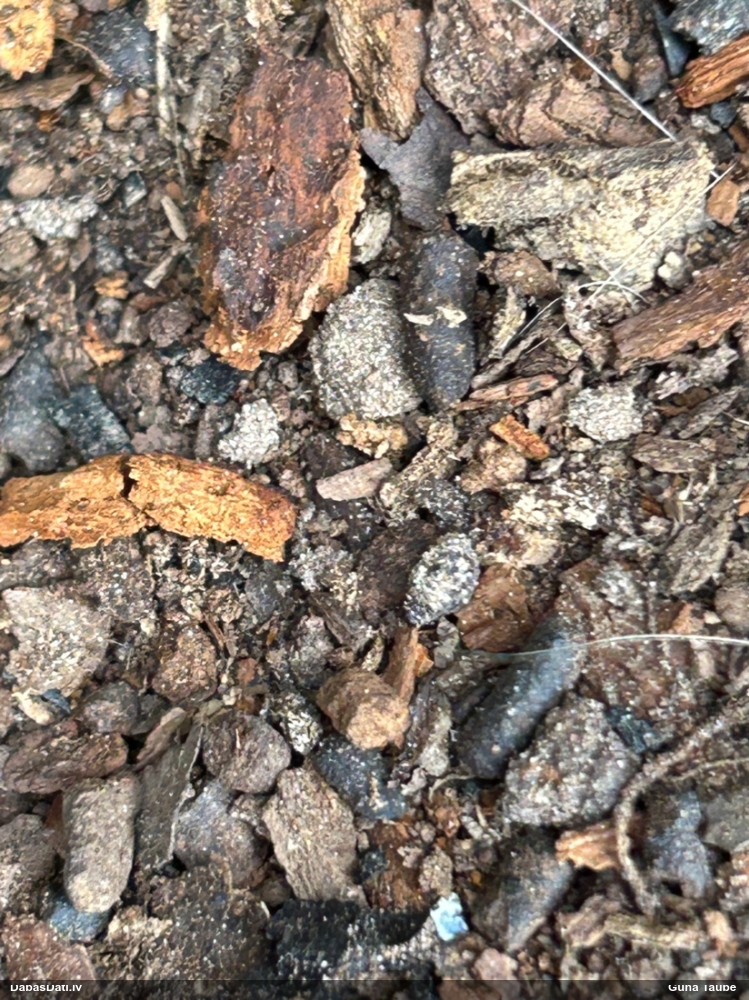 Lapkoku praulgrauzis