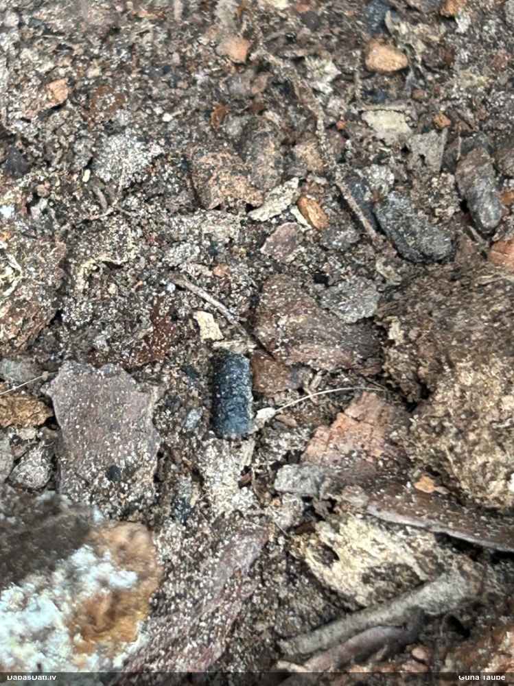 Lapkoku praulgrauzis