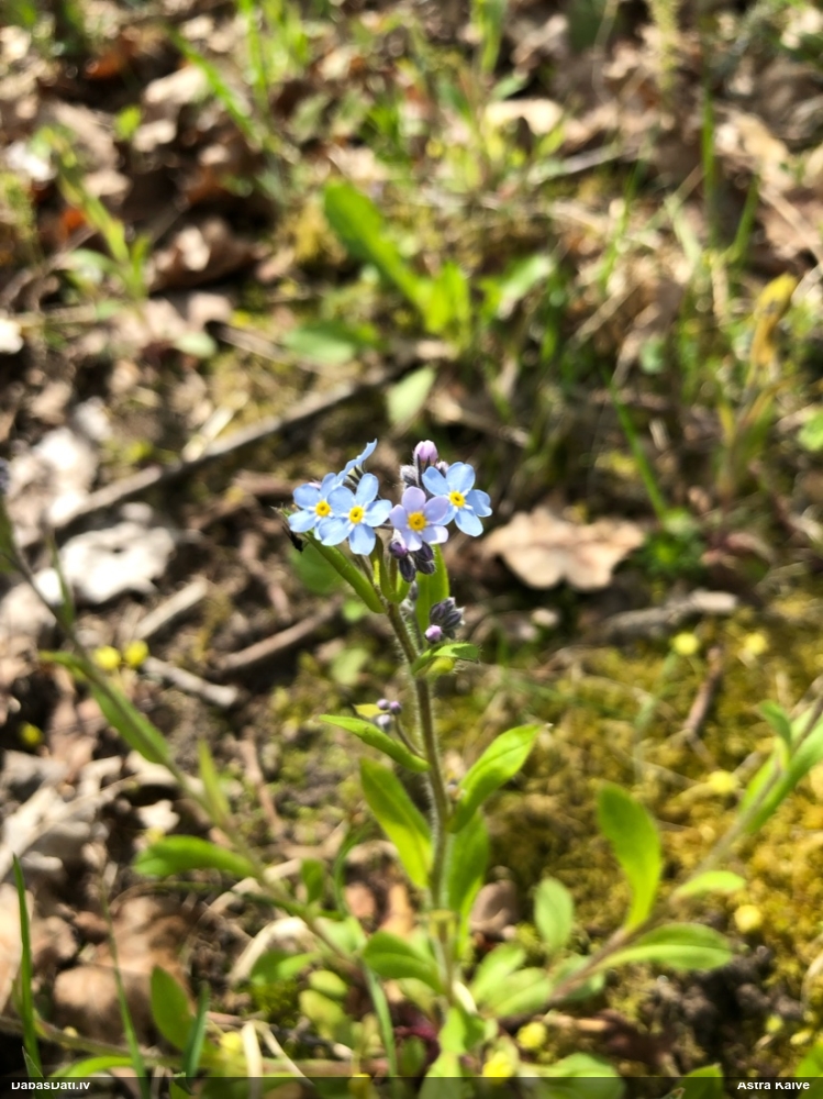незабудка лесная