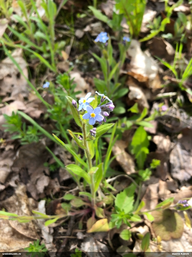 незабудка лесная