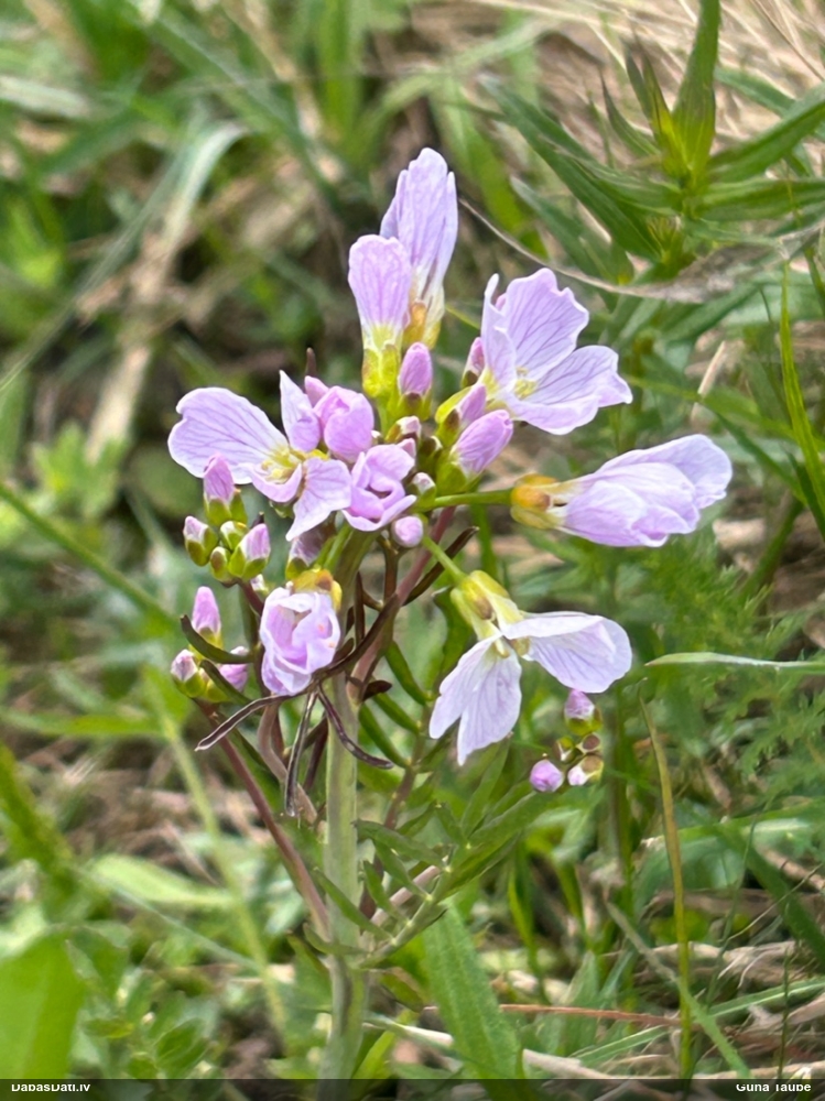 сердечник луговой