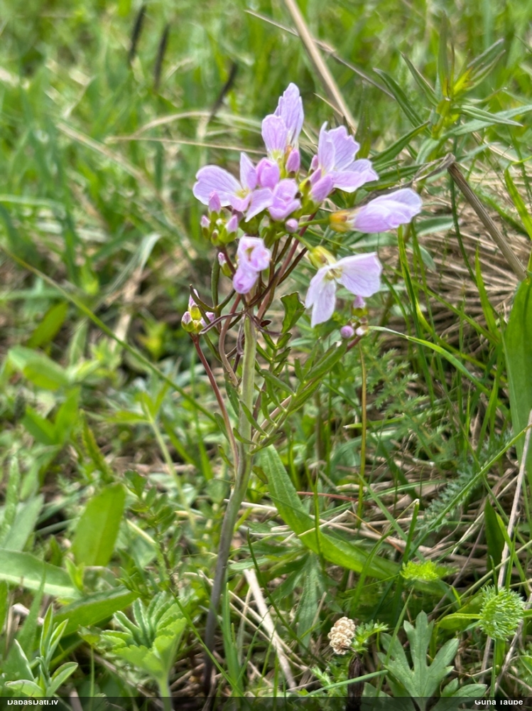 сердечник луговой