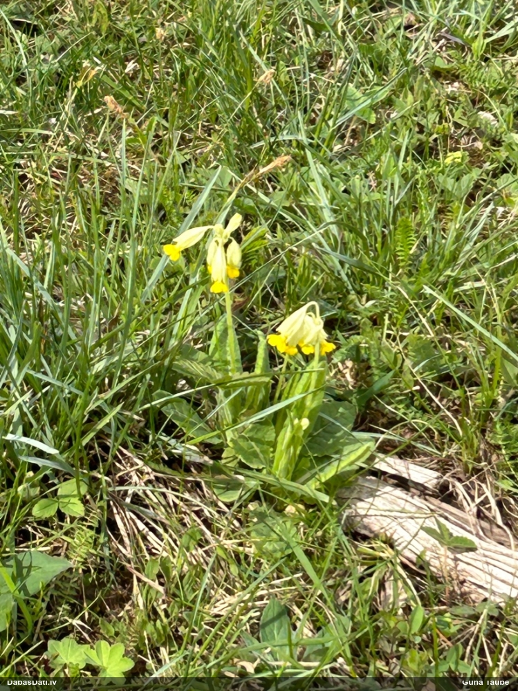 первоцвет весенний