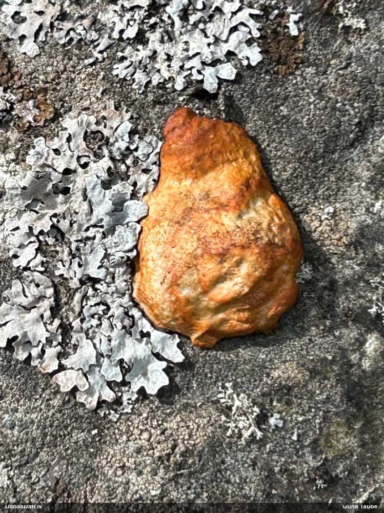 Gludais ragansviests