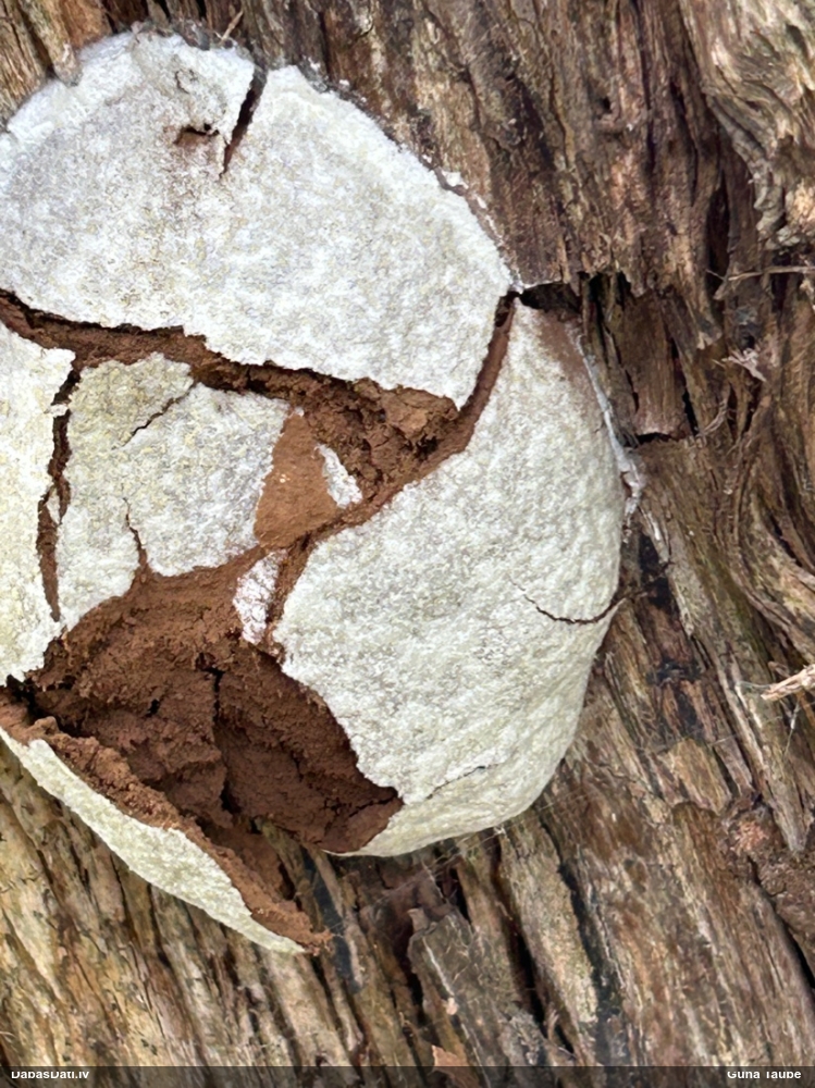 Neīstais pūpēdis, parastais gļotpūpēdis