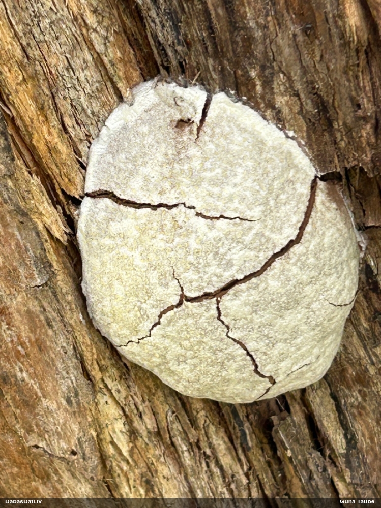 Neīstais pūpēdis, parastais gļotpūpēdis