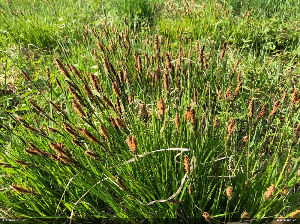 осока дернистая