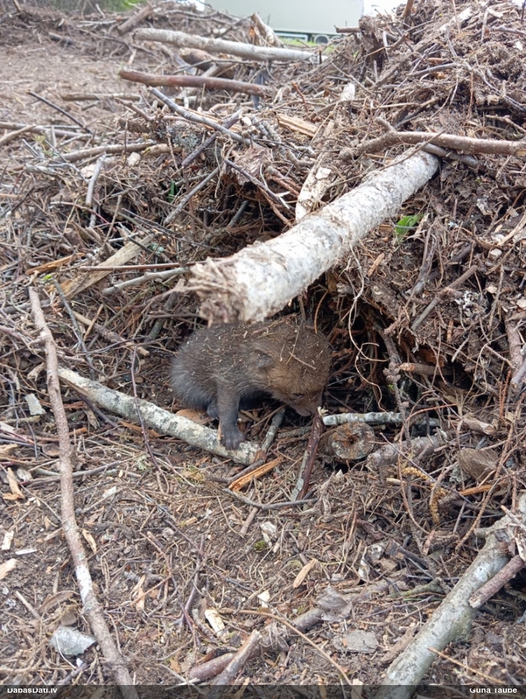 енотовидная собака