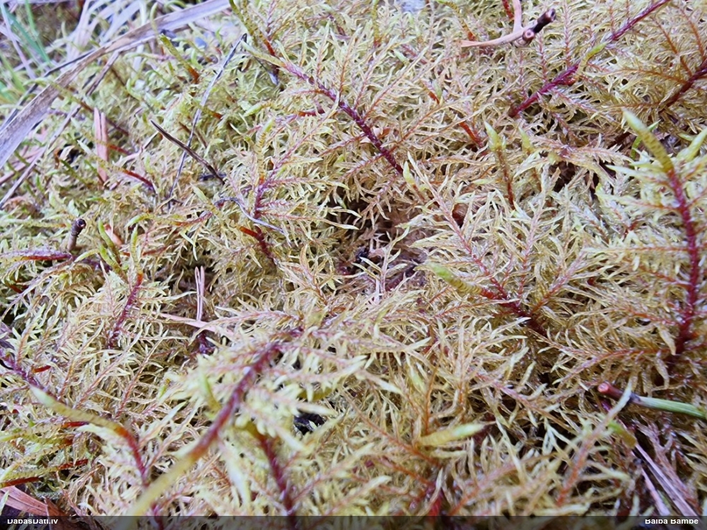 Spīdīgā stāvaine