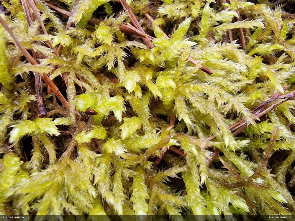 Struplapu īsvācelīte