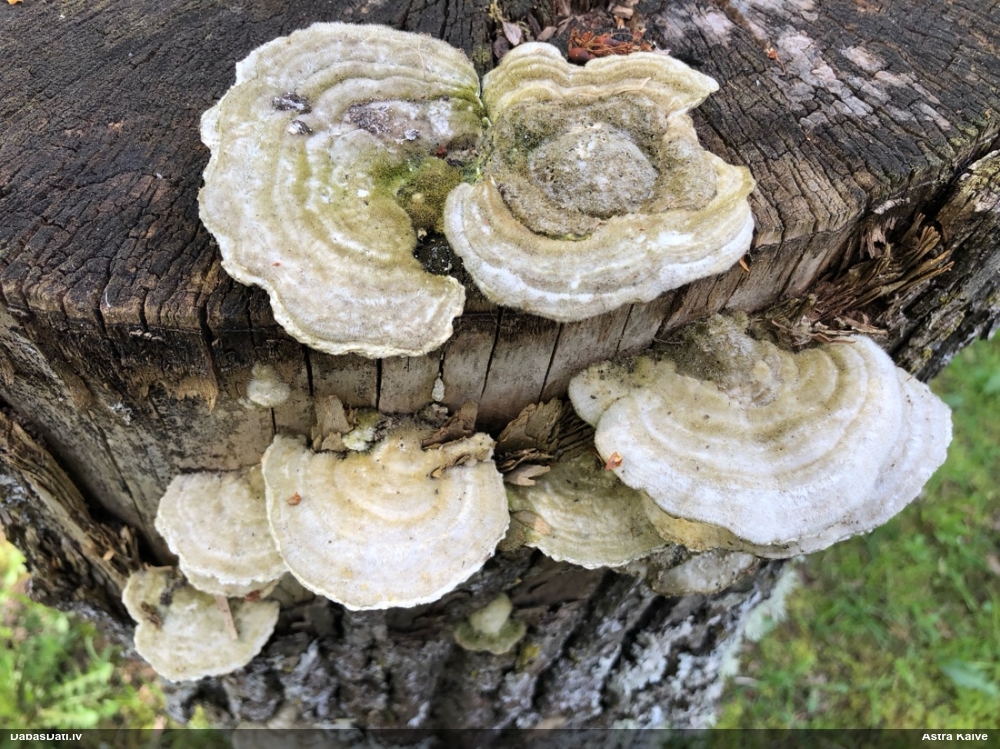 Sarainā tauriņpiepe