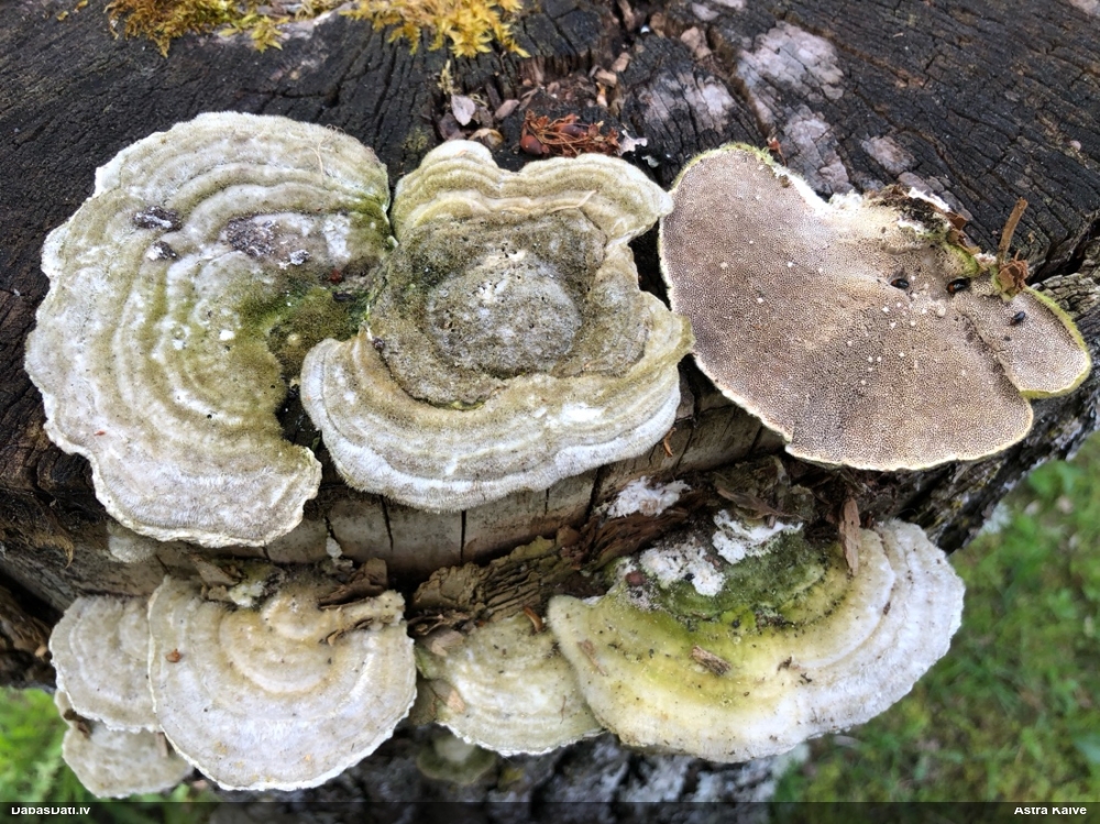 Sarainā tauriņpiepe