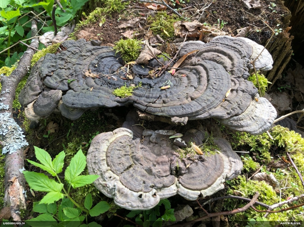 Parastā plakanpiepe