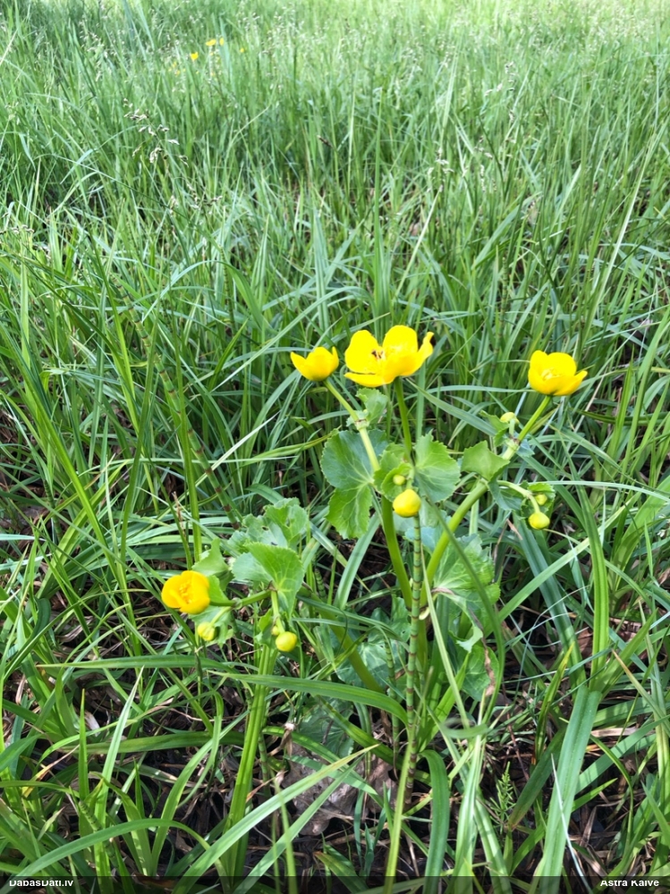 калужница болотная