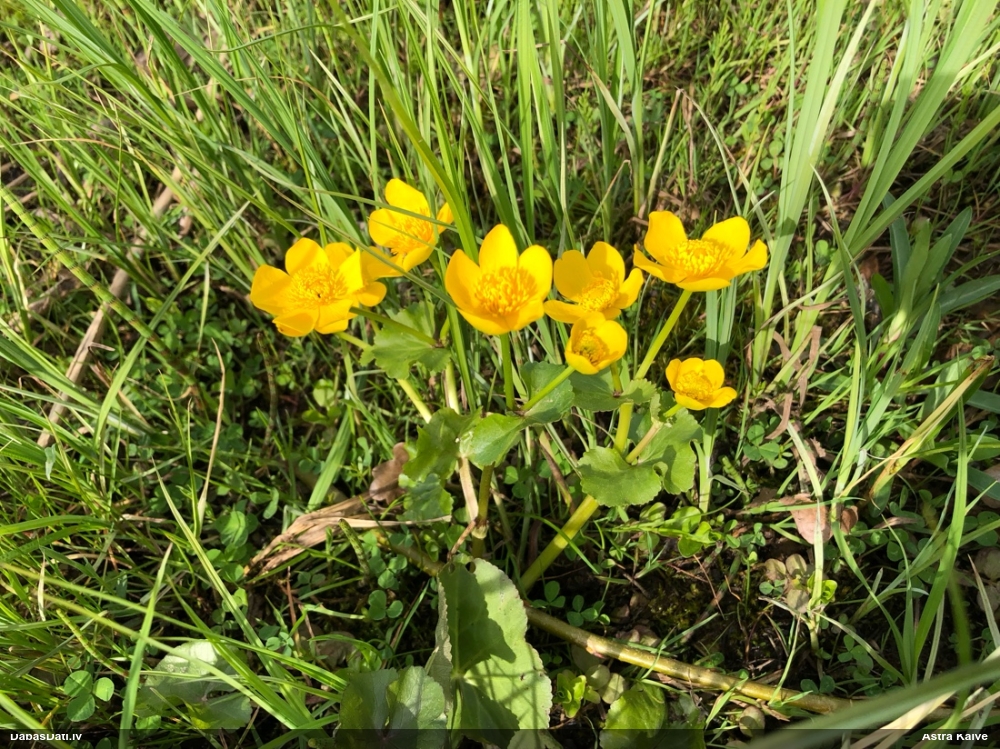 калужница болотная