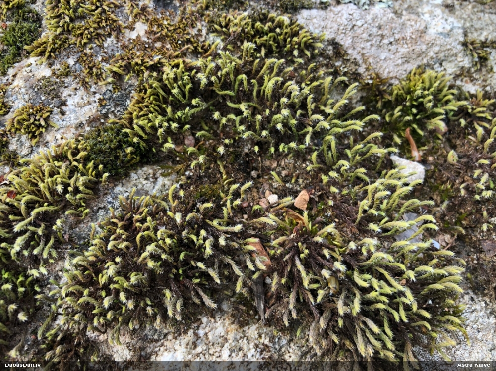 Skropstainā hedvīgija