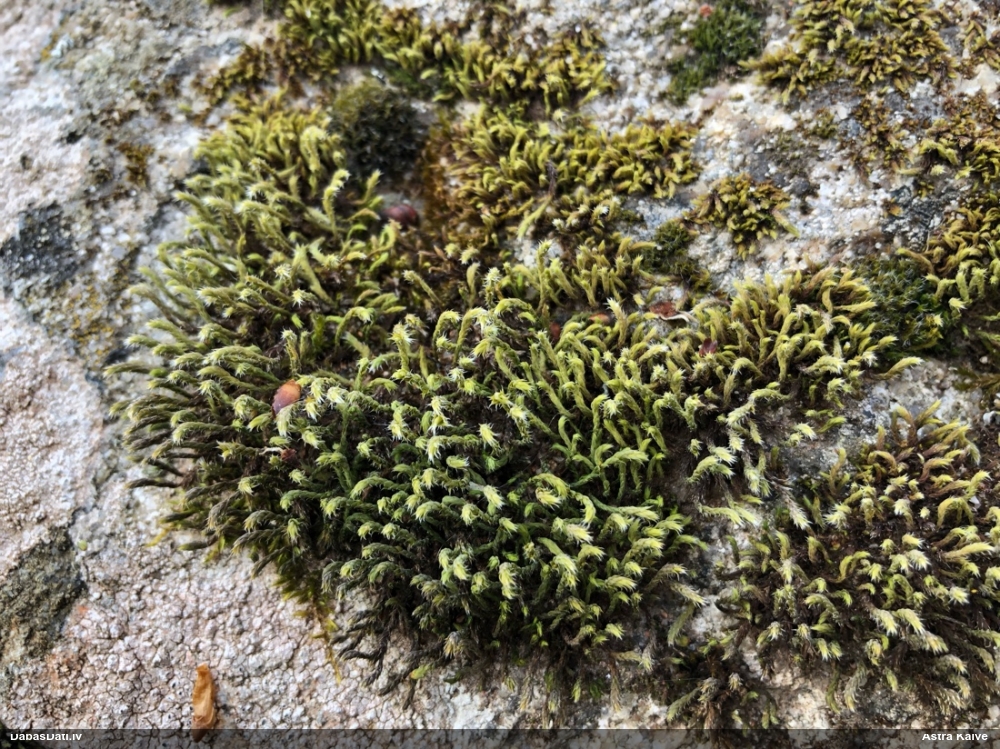 Skropstainā hedvīgija