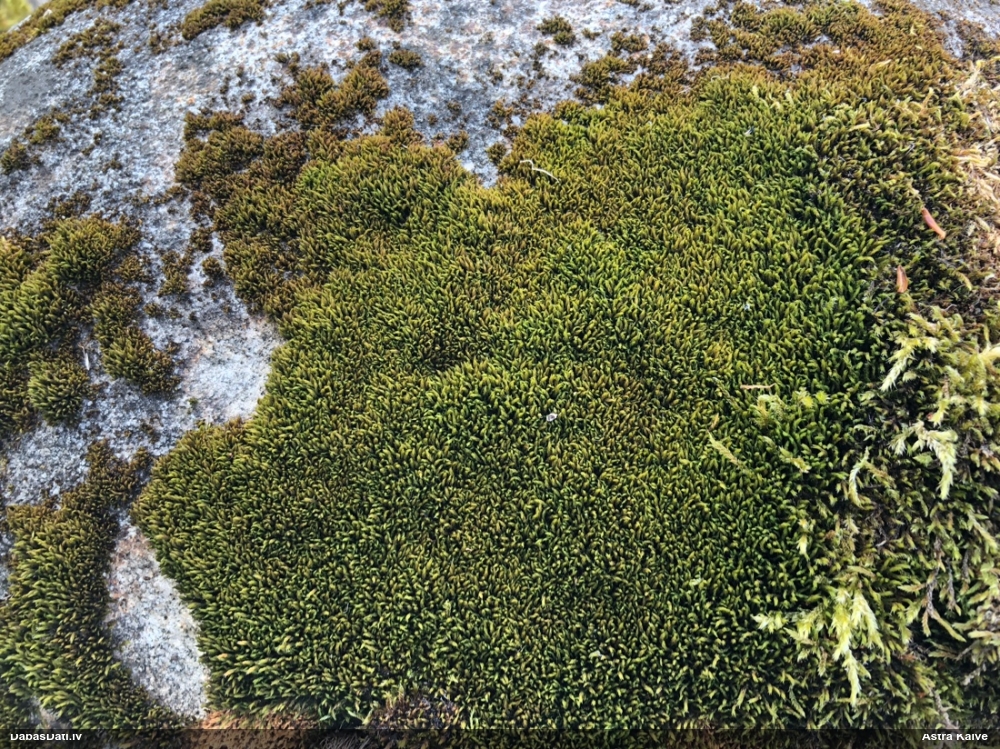 Parastā šķeltcepurene