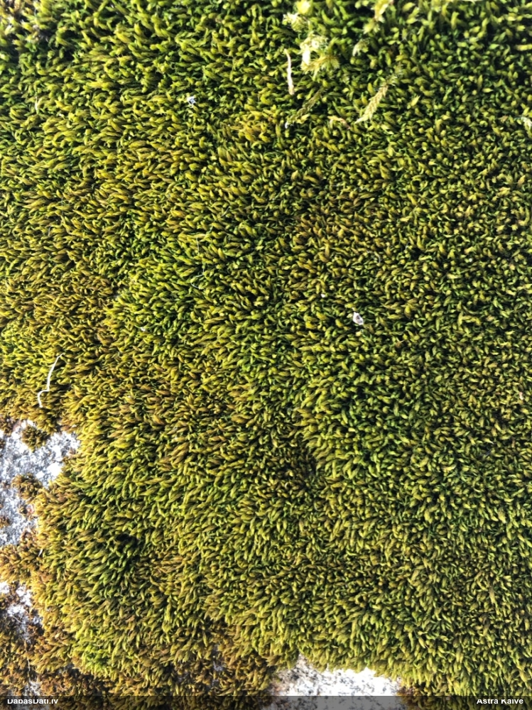 Parastā šķeltcepurene