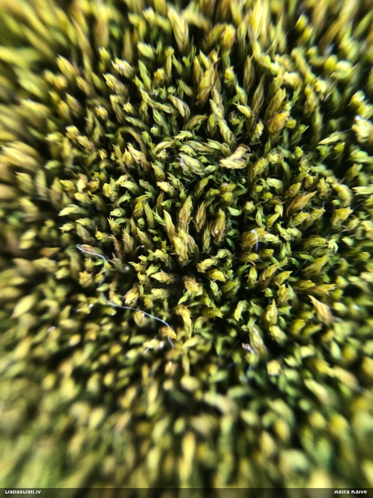 Parastā šķeltcepurene