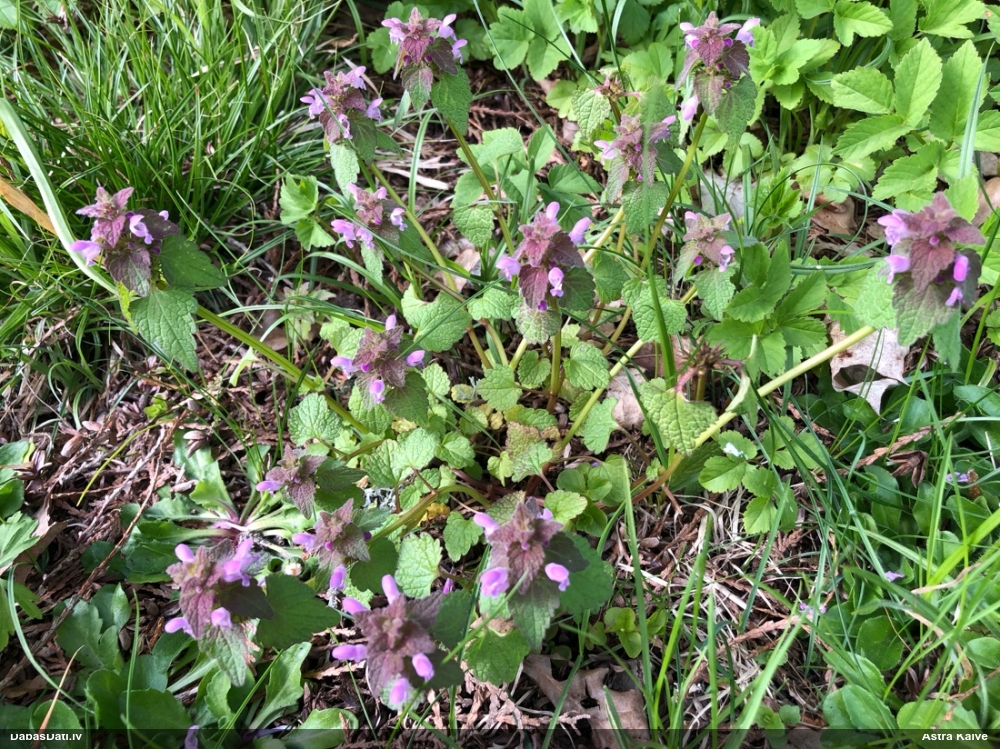 яснотка пурпуровая