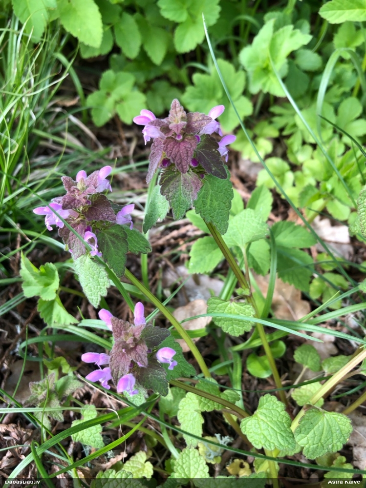 яснотка пурпуровая
