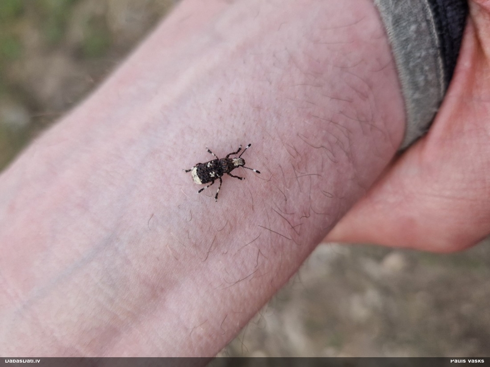 Platsmeceris Platystomos albinus