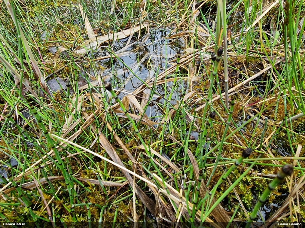 хвощ пестрый