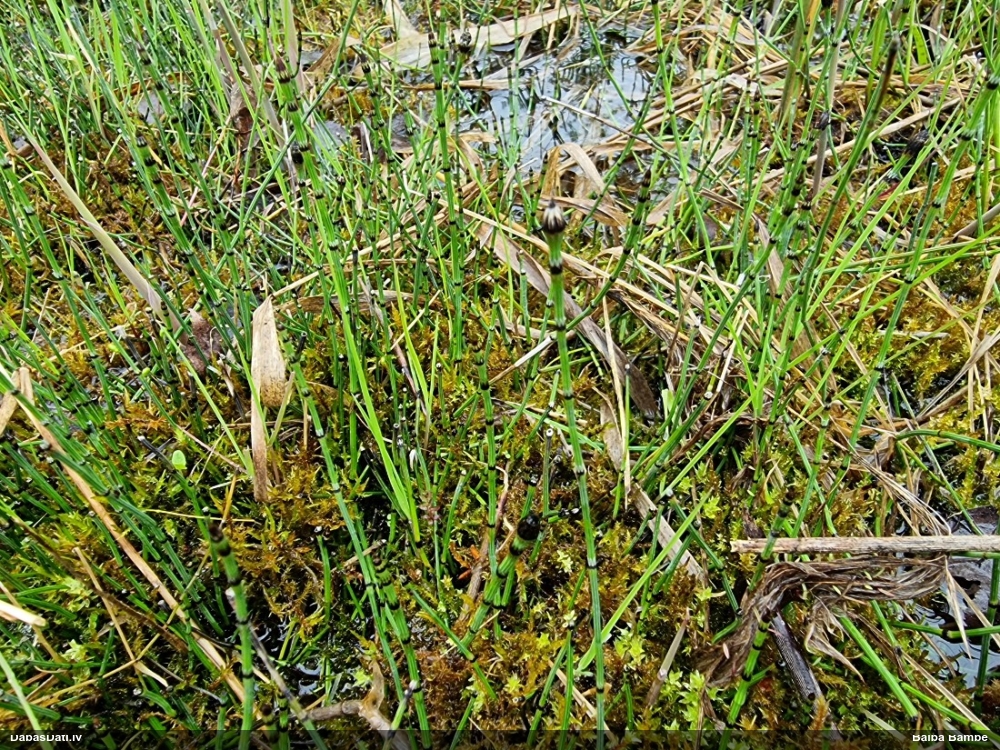 хвощ пестрый