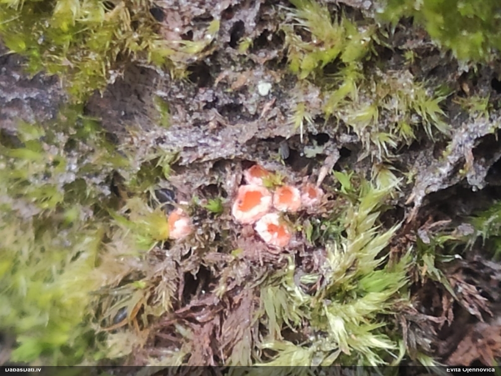 Askusēne (nenoteikta)