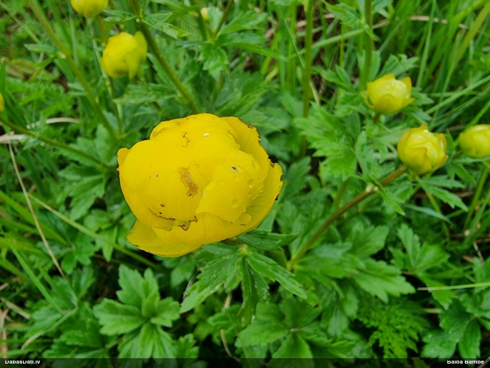 купальница европейская