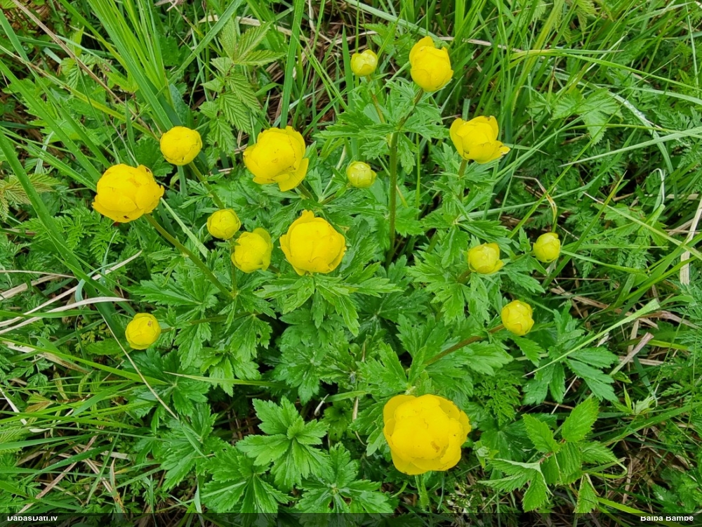 купальница европейская