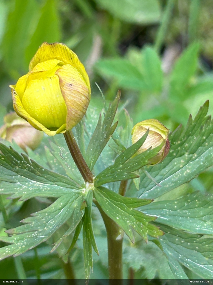 купальница европейская