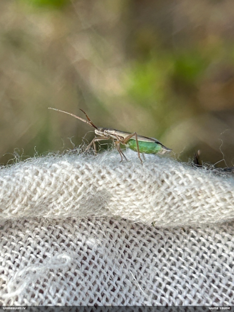 Mīkstblakts Notostira sp.