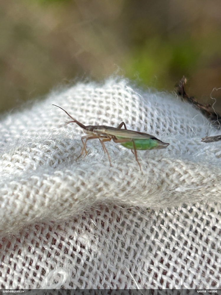 Mīkstblakts Notostira sp.
