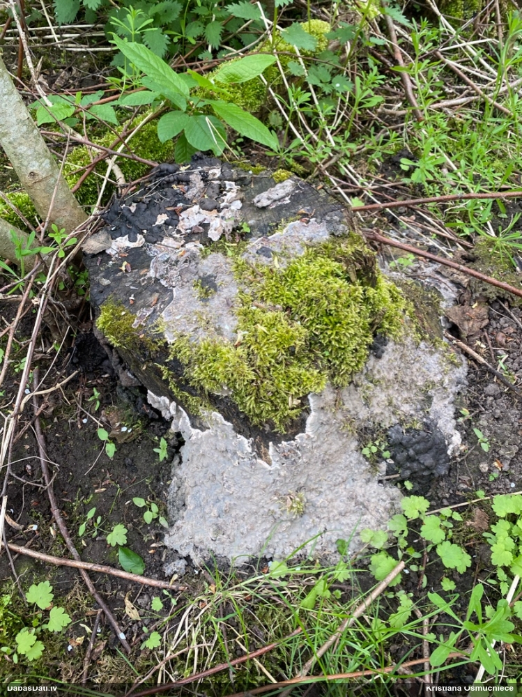 Ogļmelnā grubulene
