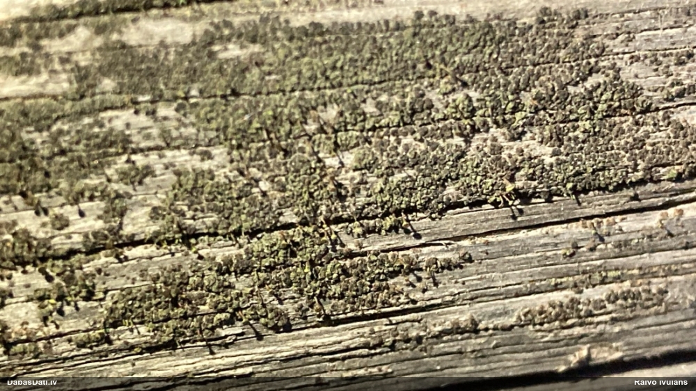 Brūngalvainā henotēka