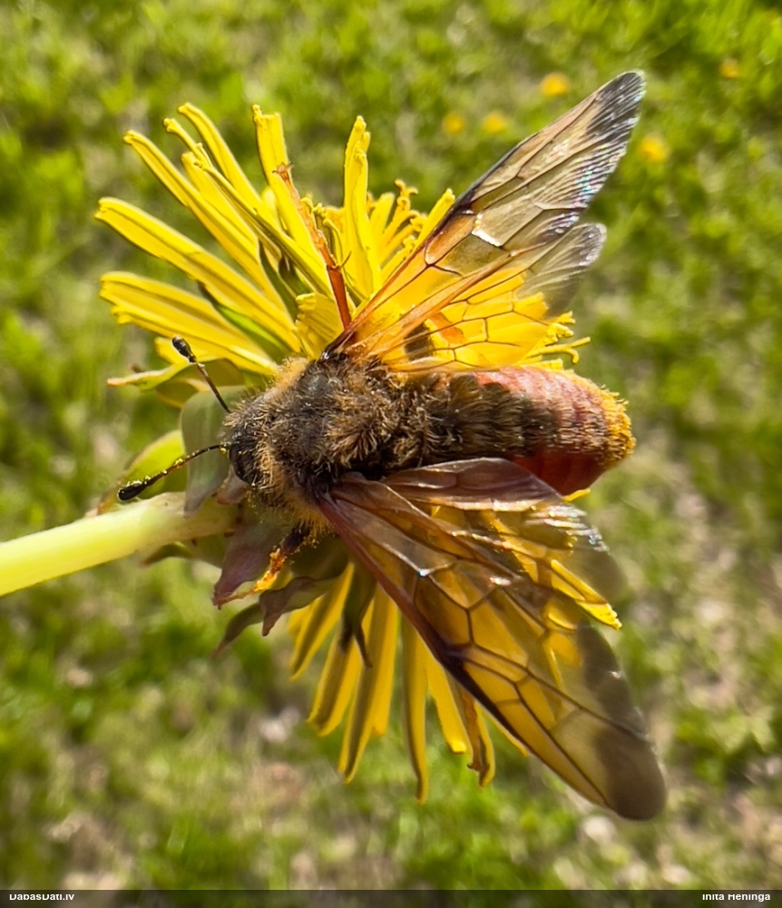 Vālīšlapsene Trichiosoma sp.