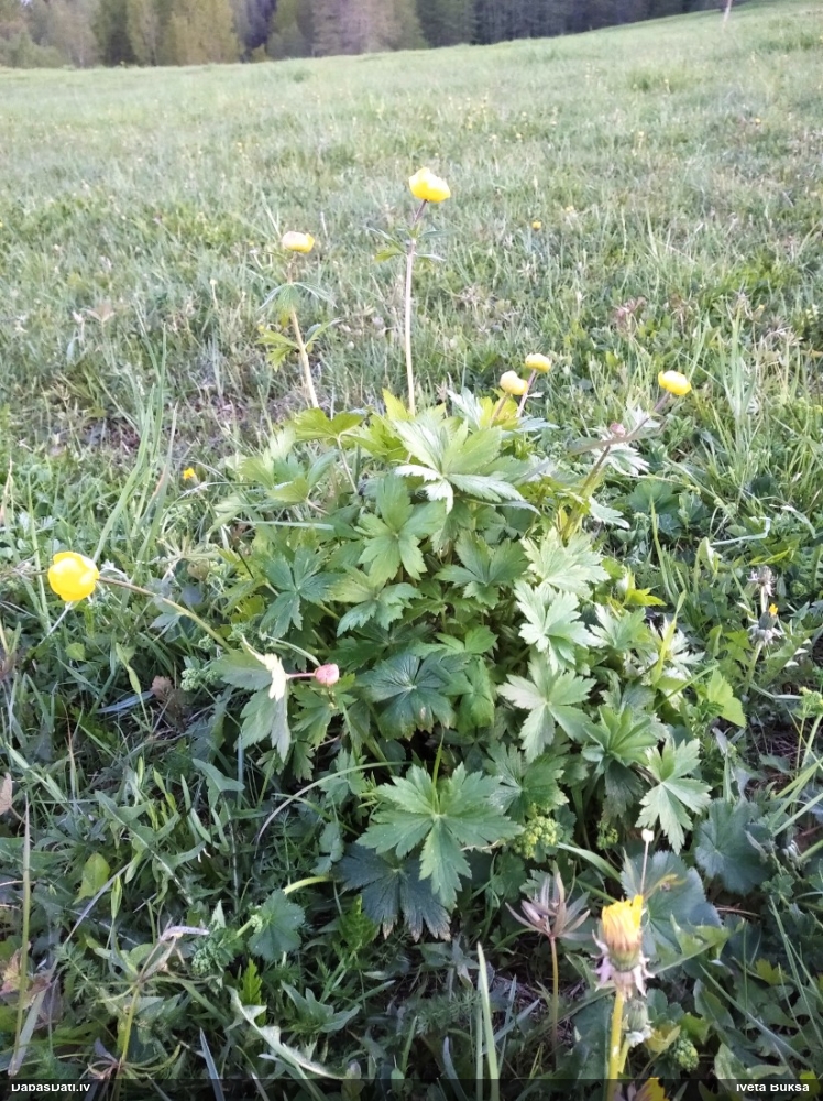 купальница европейская