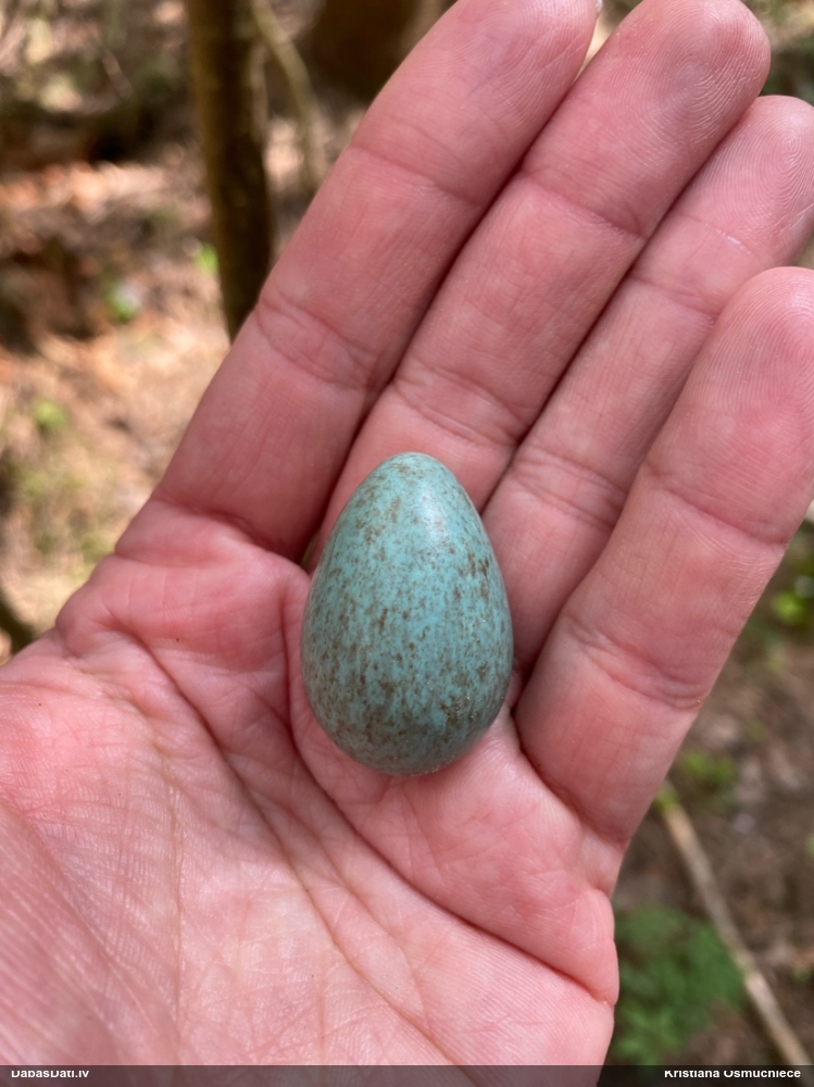 Mežastrazds Turdus sp.