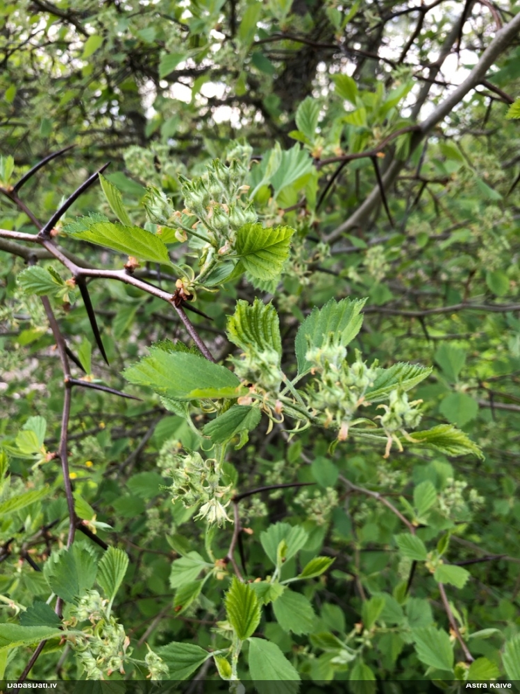 Pamīkstā vilkābele