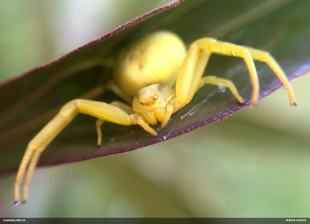 Krabjzirneklis Misumena vatia