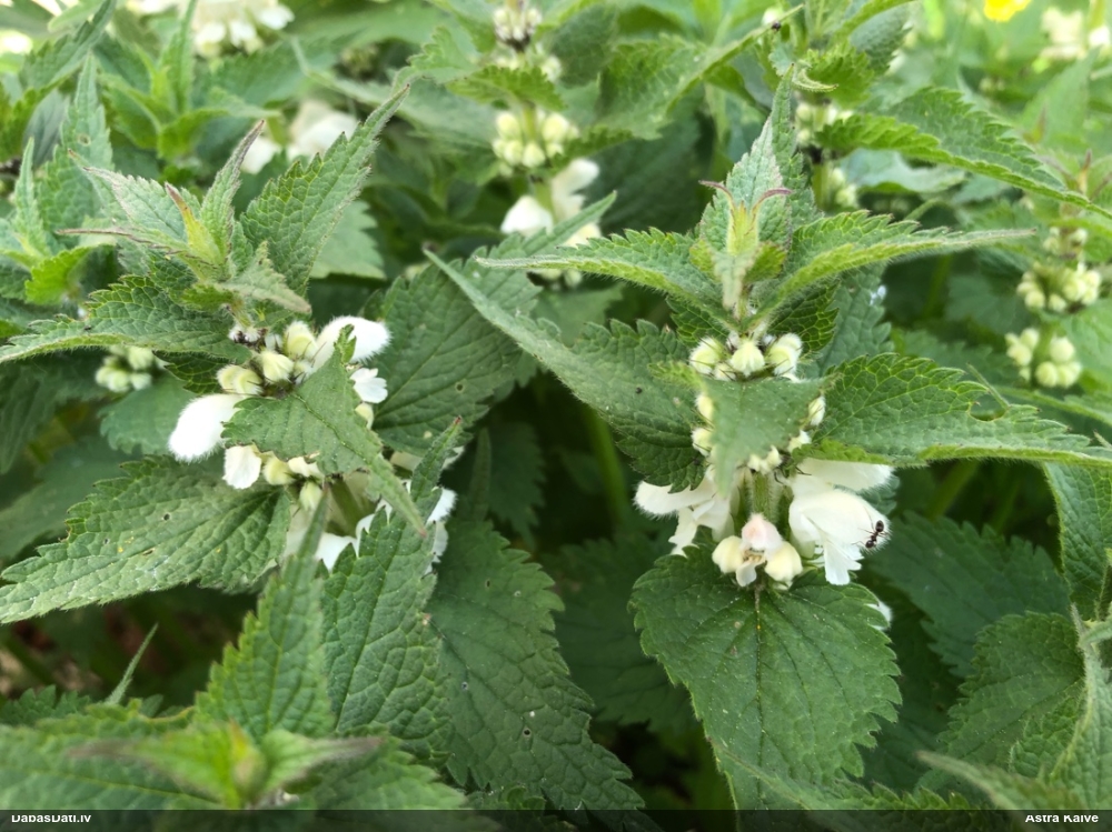 яснотка белая