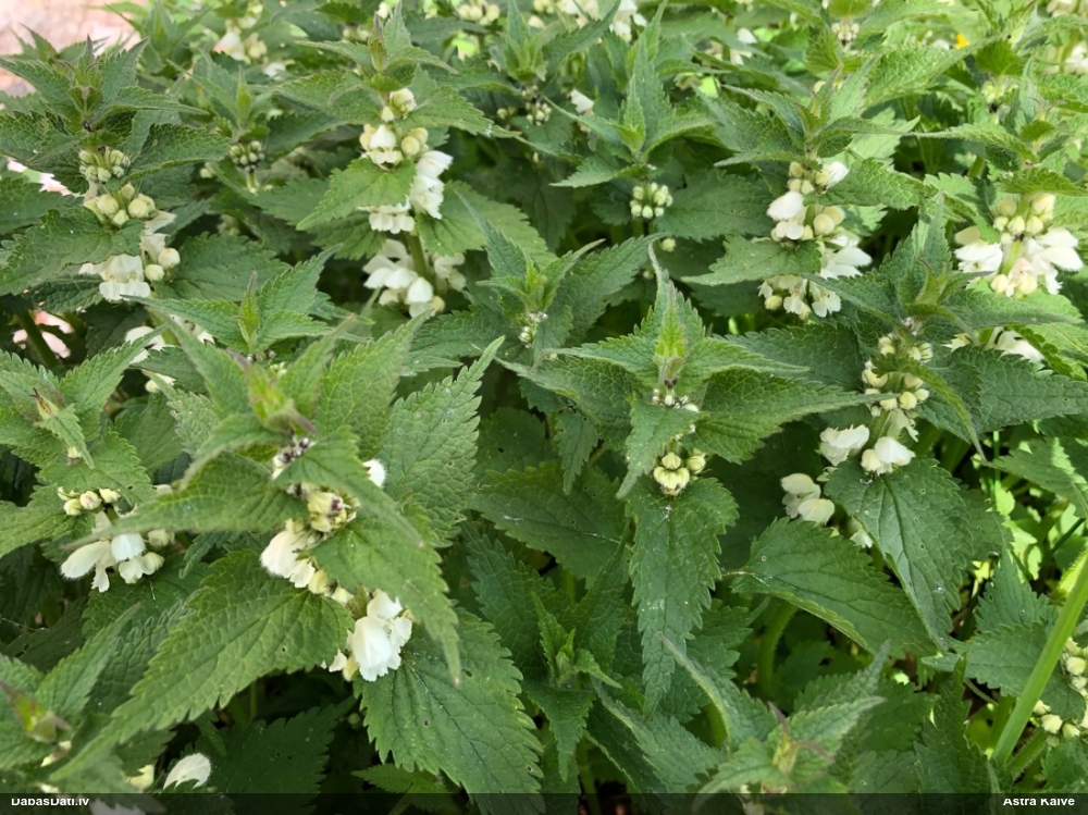 яснотка белая