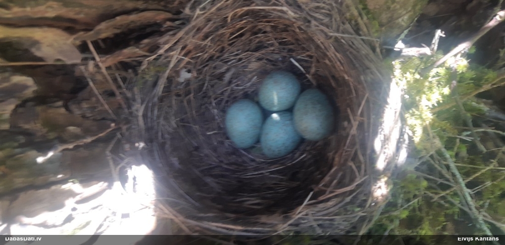 черный дрозд