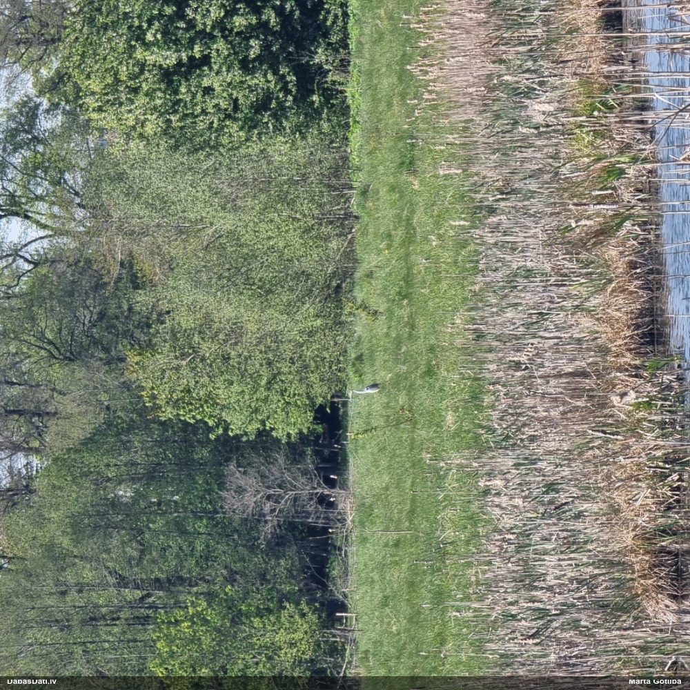 серая цапля