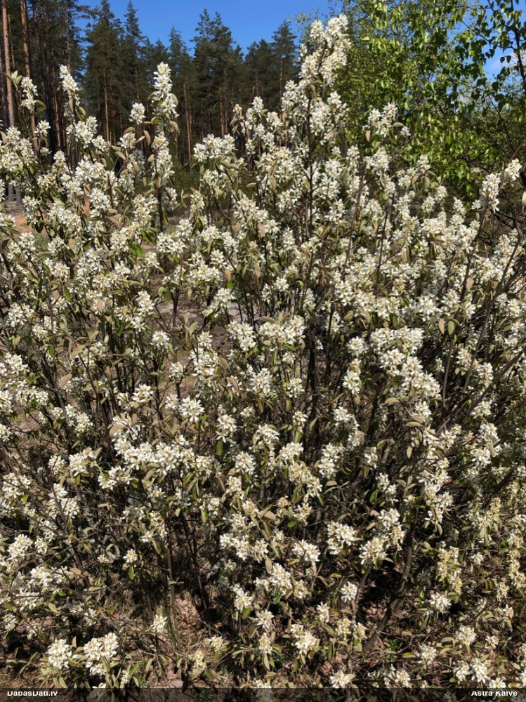 ирга колосистая