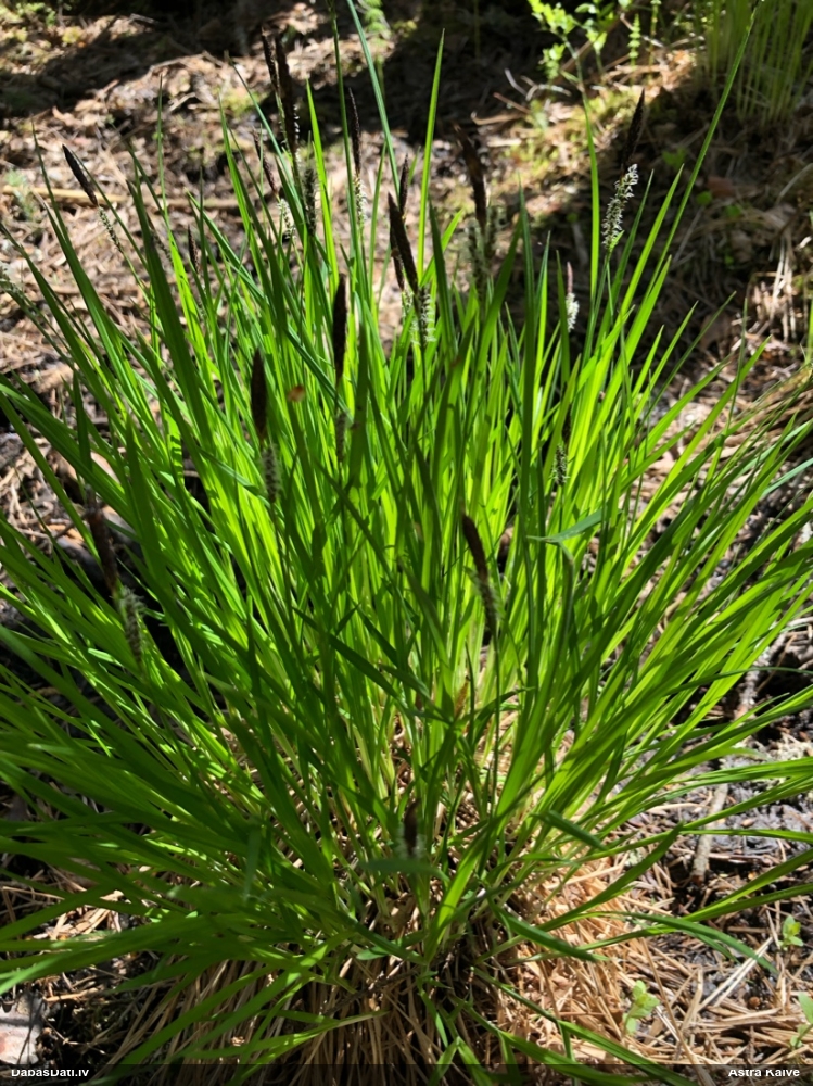 осока дернистая