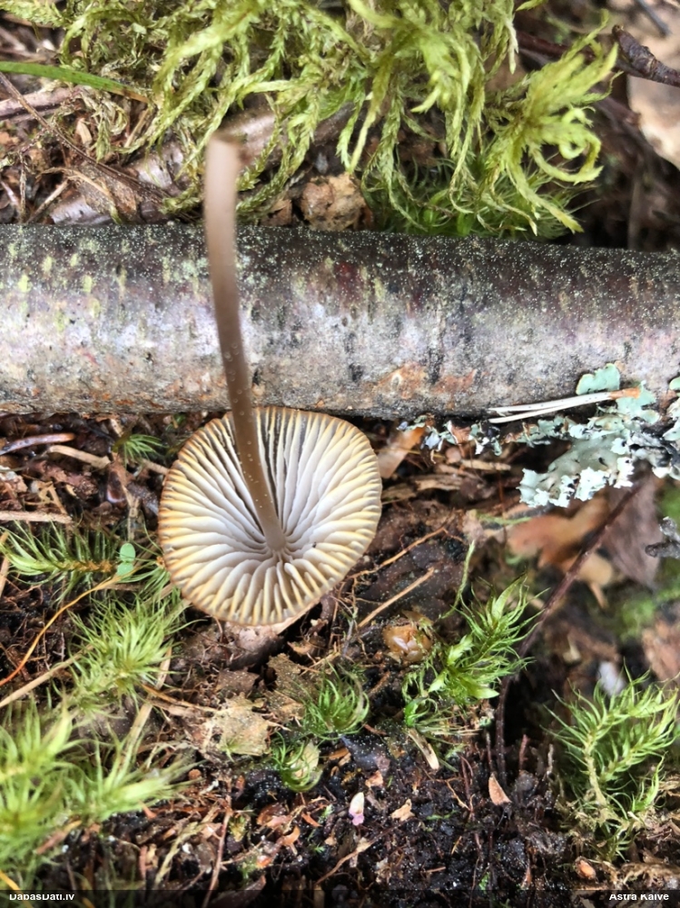 Vizuļojošā tintene